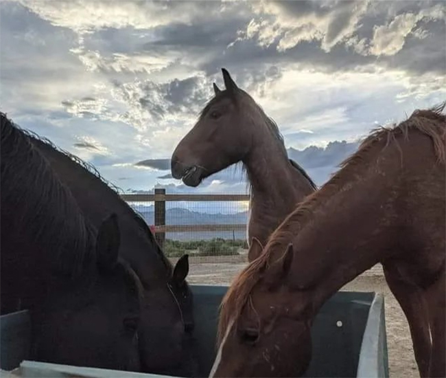 Medicine Horse Project Photo