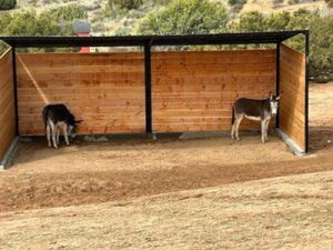 Picture of Press Paws Almost Finished Shelter