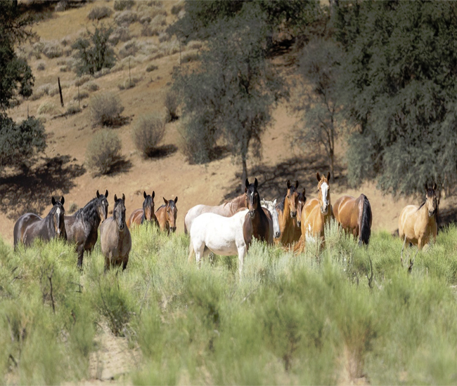 Lifesavers Wild Horse Rescue Photo