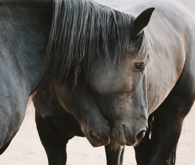 Loyal Friesians Photo